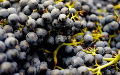 El renacimiento de las uvas autóctonas mallorquinas