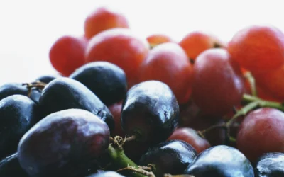 Descubriendo los Viñedos y Bodegas de Mallorca: Un Viaje Entre Sabores y Tradiciones